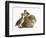 Guinea Pig with Two Mallard Ducklings, One Sitting on its Back-Mark Taylor-Framed Photographic Print