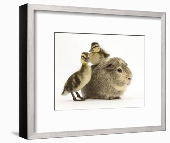 Guinea Pig with Two Mallard Ducklings, One Sitting on its Back-Mark Taylor-Framed Photographic Print