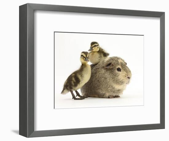 Guinea Pig with Two Mallard Ducklings, One Sitting on its Back-Mark Taylor-Framed Photographic Print