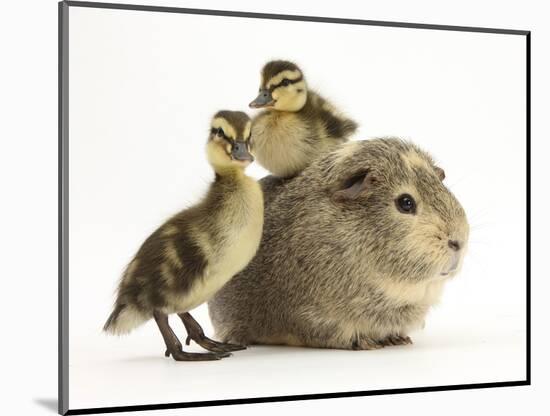 Guinea Pig with Two Mallard Ducklings, One Sitting on its Back-Mark Taylor-Mounted Photographic Print