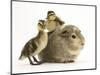 Guinea Pig with Two Mallard Ducklings, One Sitting on its Back-Mark Taylor-Mounted Photographic Print