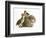 Guinea Pig with Two Mallard Ducklings, One Sitting on its Back-Mark Taylor-Framed Photographic Print