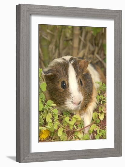 Guinea Pig-null-Framed Photographic Print