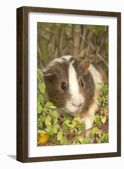 Guinea Pig-null-Framed Photographic Print