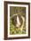 Guinea Pig-null-Framed Photographic Print