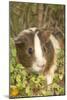 Guinea Pig-null-Mounted Photographic Print