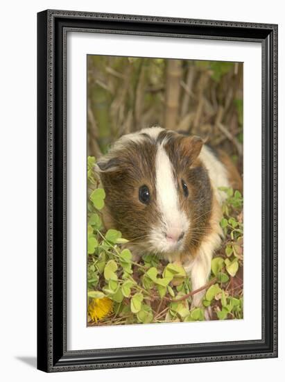 Guinea Pig-null-Framed Photographic Print