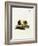 Guinea Pig-null-Framed Giclee Print