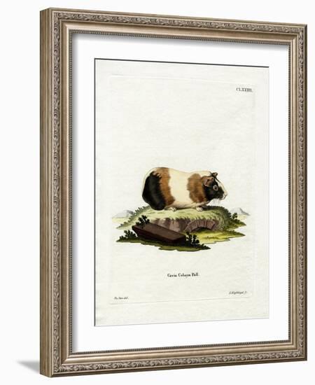 Guinea Pig-null-Framed Giclee Print