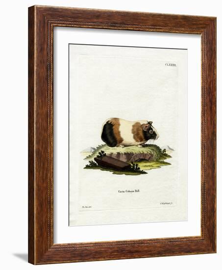 Guinea Pig-null-Framed Giclee Print