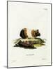 Guinea Pig-null-Mounted Giclee Print