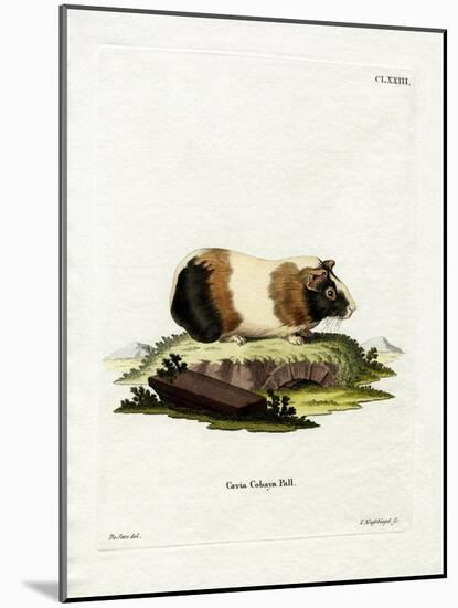 Guinea Pig-null-Mounted Giclee Print