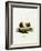 Guinea Pig-null-Framed Giclee Print