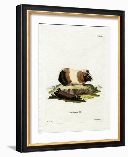 Guinea Pig-null-Framed Giclee Print