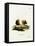 Guinea Pig-null-Framed Premier Image Canvas