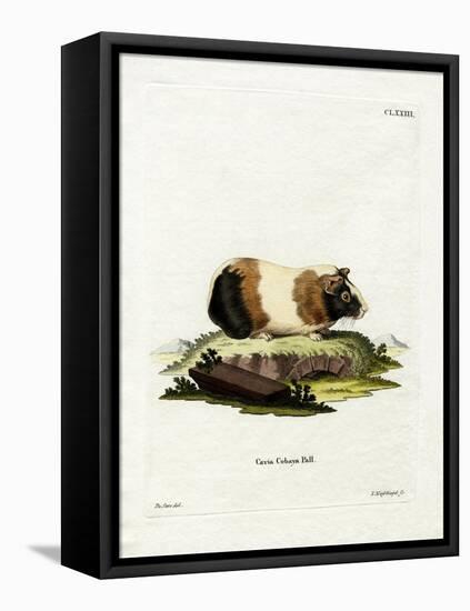 Guinea Pig-null-Framed Premier Image Canvas