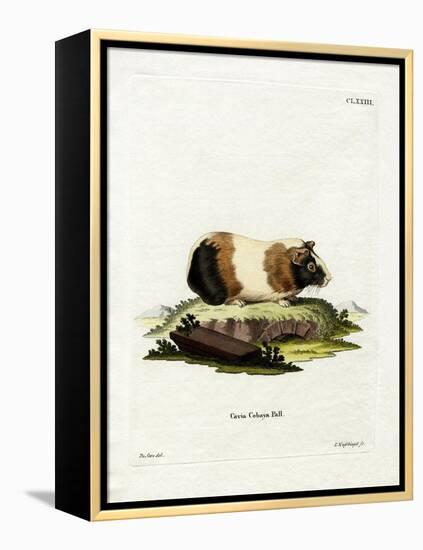 Guinea Pig-null-Framed Premier Image Canvas