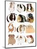 Guinea Pigs In Glasses-Hanna Melin-Mounted Art Print