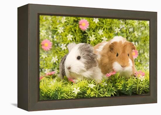 Guinea Pigs with Flowers-null-Framed Premier Image Canvas