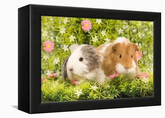 Guinea Pigs with Flowers-null-Framed Premier Image Canvas