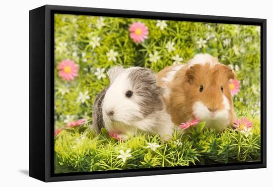 Guinea Pigs with Flowers-null-Framed Premier Image Canvas