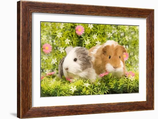 Guinea Pigs with Flowers-null-Framed Photographic Print