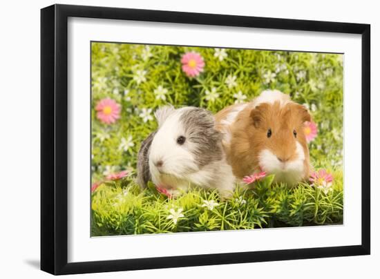 Guinea Pigs with Flowers-null-Framed Photographic Print