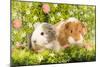 Guinea Pigs with Flowers-null-Mounted Photographic Print