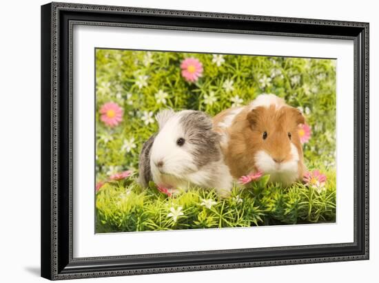 Guinea Pigs with Flowers-null-Framed Photographic Print