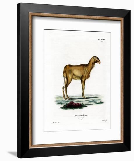 Guinea Sheep-null-Framed Giclee Print