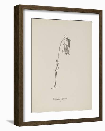 Guittara Pensilis. Illustration From Nonsense Botany by Edward Lear, Published in 1889.-Edward Lear-Framed Giclee Print