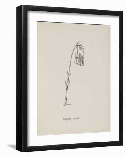 Guittara Pensilis. Illustration From Nonsense Botany by Edward Lear, Published in 1889.-Edward Lear-Framed Giclee Print