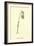 Guittara Pensilis-Edward Lear-Framed Giclee Print