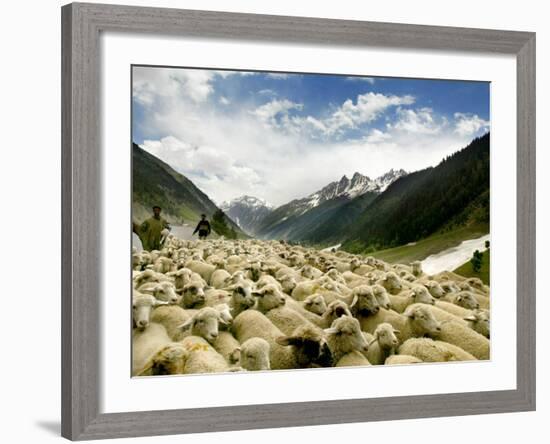 Gujjar Nomadic Shepherds Herd Their Sheep on the Outskirts of Srinagar, India-null-Framed Photographic Print