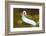 Gulf Coast Ribbon Snake (Thamnophis Proximus Orarius) Laredo Borderlands, Texas, USA. April-Claudio Contreras-Framed Photographic Print