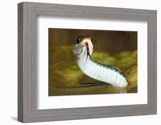 Gulf Coast Ribbon Snake (Thamnophis Proximus Orarius) Laredo Borderlands, Texas, USA. April-Claudio Contreras-Framed Photographic Print
