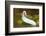 Gulf Coast Ribbon Snake (Thamnophis Proximus Orarius) Laredo Borderlands, Texas, USA. April-Claudio Contreras-Framed Photographic Print