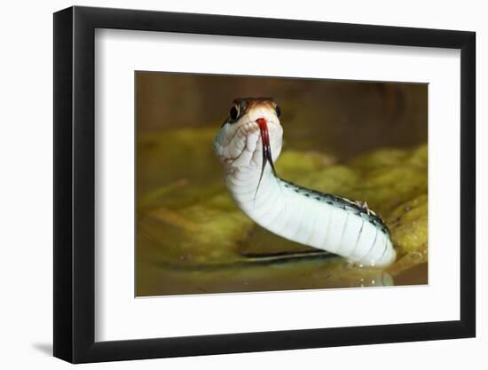 Gulf Coast Ribbon Snake (Thamnophis Proximus Orarius) Laredo Borderlands, Texas, USA. April-Claudio Contreras-Framed Photographic Print