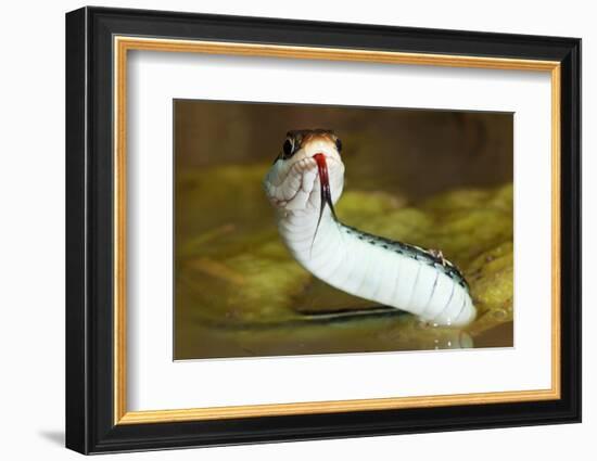 Gulf Coast Ribbon Snake (Thamnophis Proximus Orarius) Laredo Borderlands, Texas, USA. April-Claudio Contreras-Framed Photographic Print