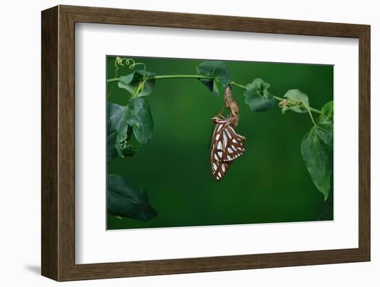 Gulf fritillary butterfly expanding wings after emerging-Rolf Nussbaumer-Framed Photographic Print