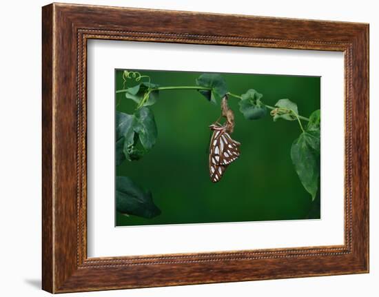Gulf fritillary butterfly expanding wings after emerging-Rolf Nussbaumer-Framed Photographic Print