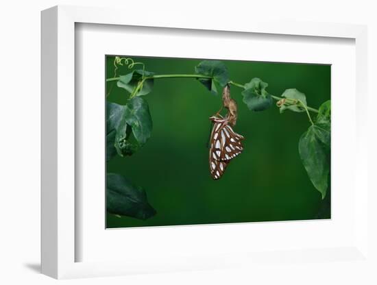 Gulf fritillary butterfly expanding wings after emerging-Rolf Nussbaumer-Framed Photographic Print