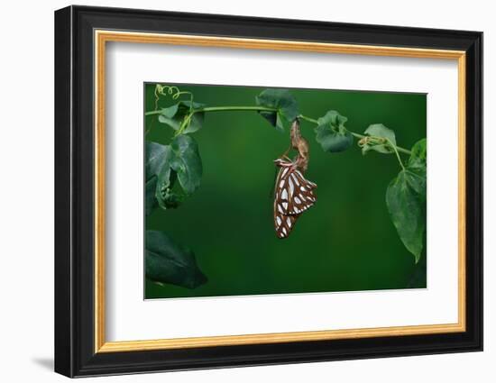 Gulf fritillary butterfly expanding wings after emerging-Rolf Nussbaumer-Framed Photographic Print