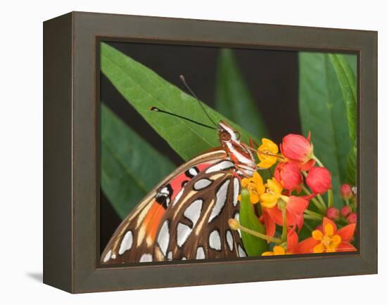 Gulf Fritillary Butterfly on Milkweed Flowers, Florida-Maresa Pryor-Framed Premier Image Canvas