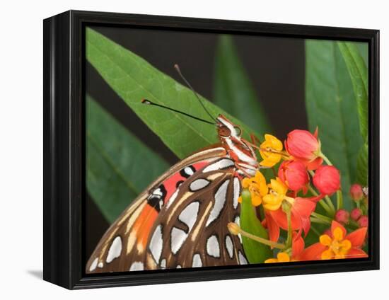 Gulf Fritillary Butterfly on Milkweed Flowers, Florida-Maresa Pryor-Framed Premier Image Canvas