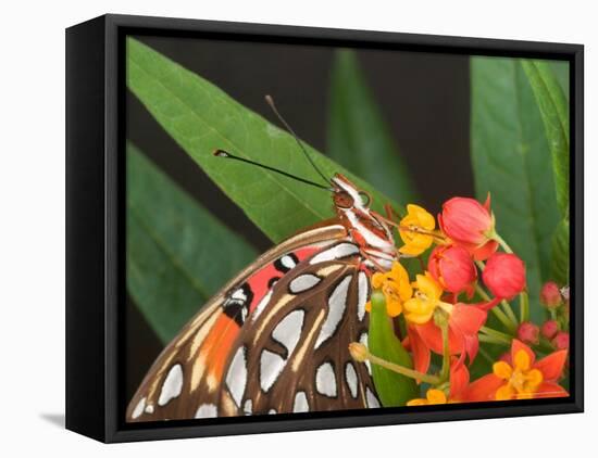 Gulf Fritillary Butterfly on Milkweed Flowers, Florida-Maresa Pryor-Framed Premier Image Canvas