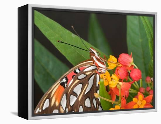 Gulf Fritillary Butterfly on Milkweed Flowers, Florida-Maresa Pryor-Framed Premier Image Canvas