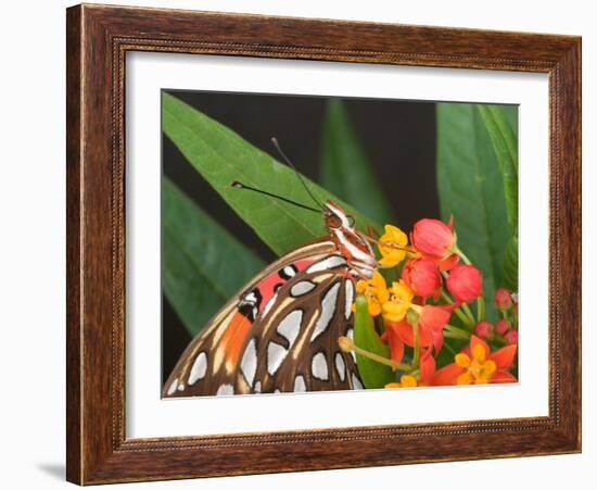 Gulf Fritillary Butterfly on Milkweed Flowers, Florida-Maresa Pryor-Framed Photographic Print