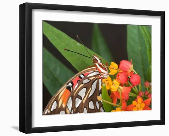 Gulf Fritillary Butterfly on Milkweed Flowers, Florida-Maresa Pryor-Framed Photographic Print