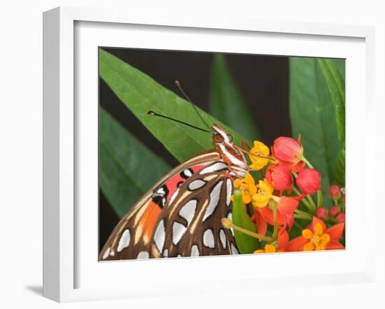 Gulf Fritillary Butterfly on Milkweed Flowers, Florida-Maresa Pryor-Framed Photographic Print